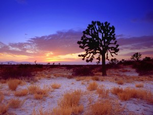 Joshua-Tree-Sunset-Mojave-Desert-California-Image