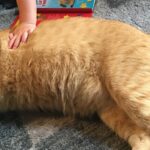 Manifesting a Puppy-Cat. Really ! ?