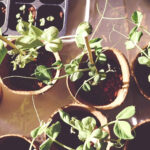 I Manifested a Plan and Found the Solution Immediately!