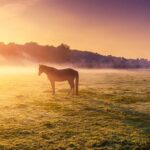 I Dared to Dream Big. Could it Happen? (reprise story)