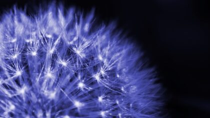An Extraordinary Seed Story: A Remarkable Medical Outcome (reprise)