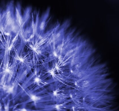 An Extraordinary Seed Story: A Remarkable Medical Outcome (reprise)