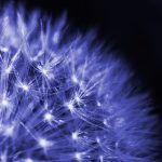 An Extraordinary Seed Story: A Remarkable Medical Outcome (reprise)