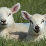 Manifesting the Lambs