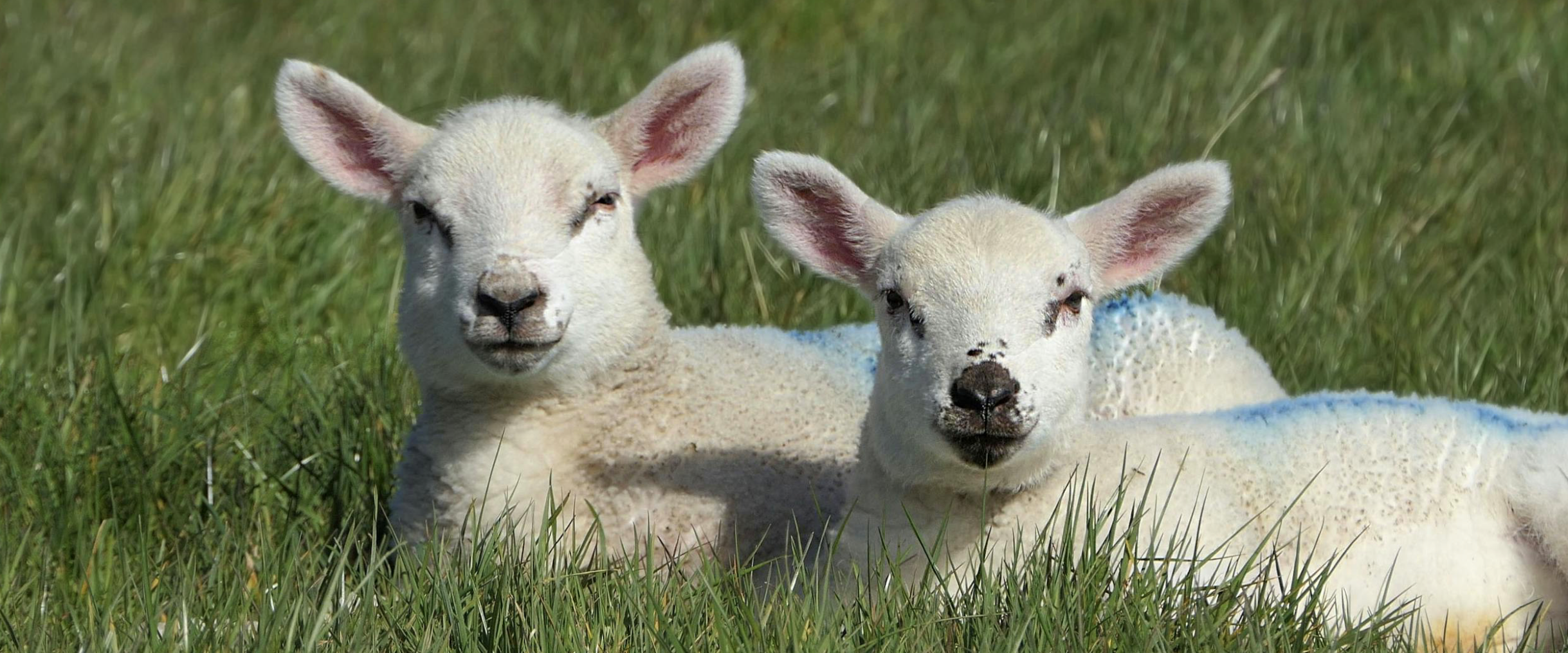 Manifesting the Lambs